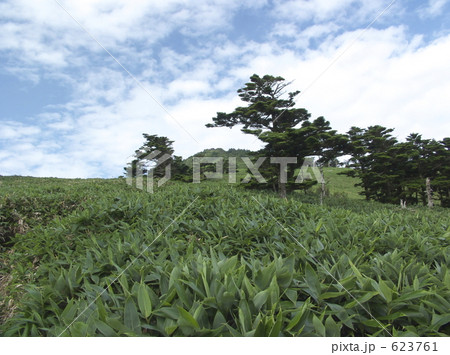 夏の瓶ヶ森 623761