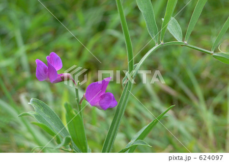 野の花(レンリソウ) 野の花(レンリソウ) 624097