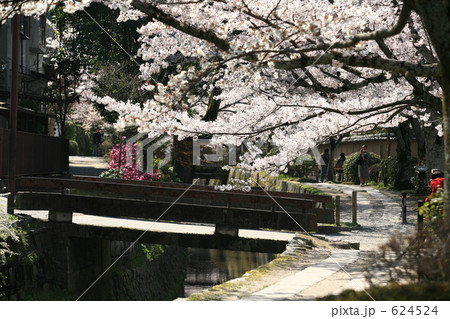 花咲く哲学の道 624524