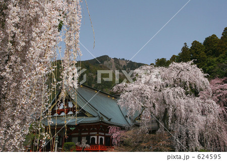 久遠寺の桜 624595