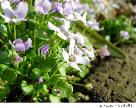小花とレンガ 624693