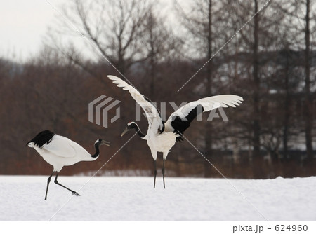 タンチョウ 624960