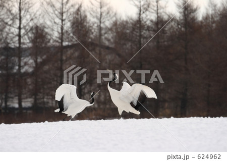 タンチョウ 624962