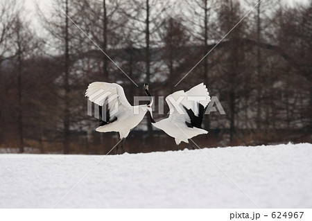 タンチョウ 624967