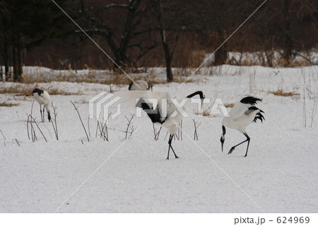 タンチョウ 624969