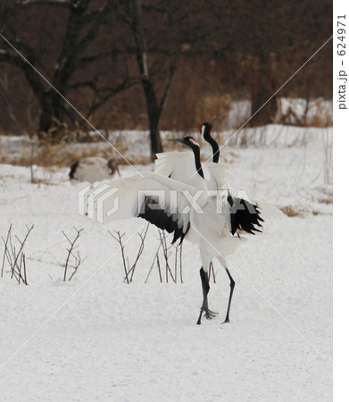 タンチョウ 624971