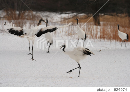 タンチョウ 624974
