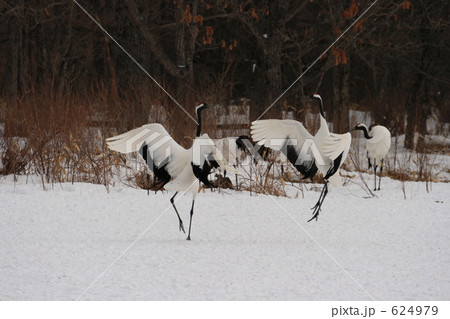 タンチョウ 624979