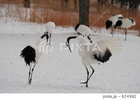 タンチョウ 624982