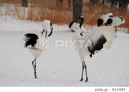 タンチョウ 624985