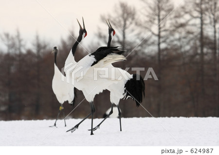 タンチョウ 624987