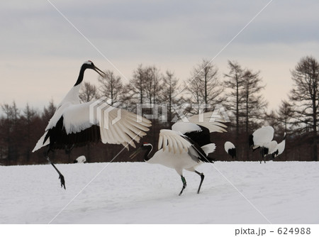 タンチョウ 624988
