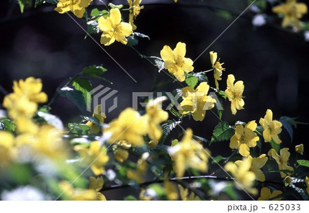 ヤマブキ 625033