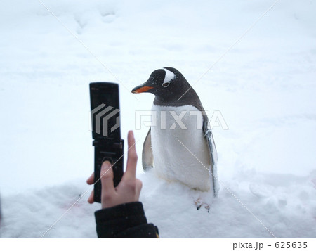 旭山動物園のジェンツーペンギン（ポーズ） 625635