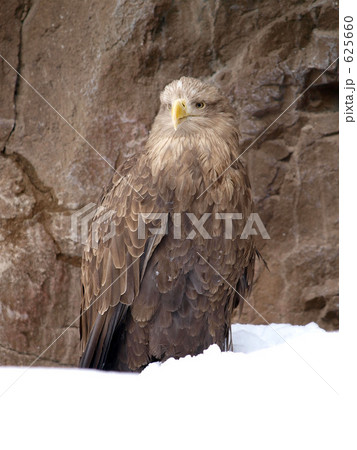 旭山動物園のオオワシ 625660