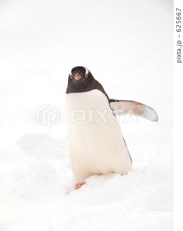 旭山動物園のジェンツーペンギン(お散歩) 旭山動物園のジェンツーペンギン(お散歩) 625667