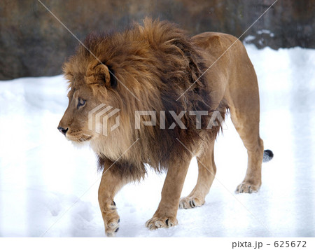 旭山動物園のライオン 625672