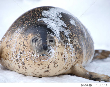 旭山動物園のゴマフアザラシ 旭山動物園のゴマフアザラシ 625673