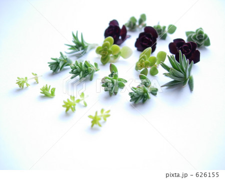 セダム セダム 626155