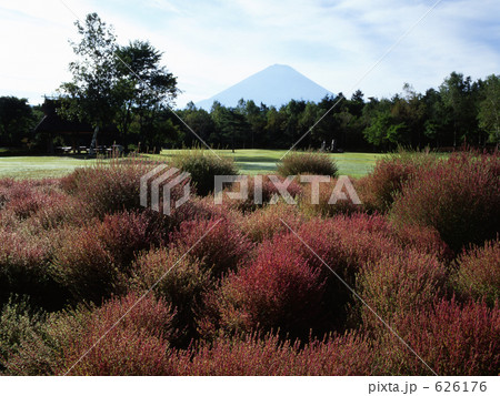 ほうき草と富士 626176