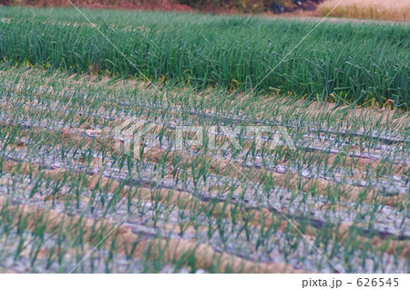 タマネギ畑 タマネギ畑 626545