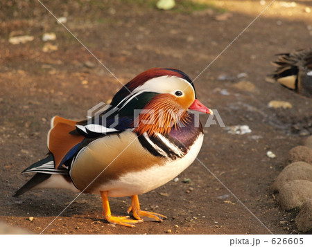 一羽のおしどり 626605