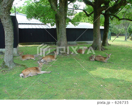 鹿の家族 626735
