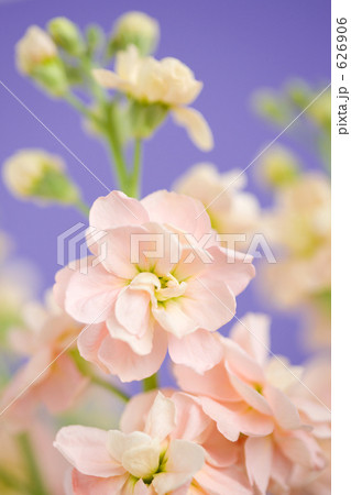 ストックの花 626906
