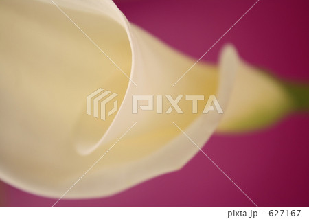 カラー カラー 627167