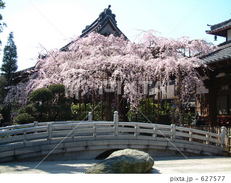 玉蔵院の桜 627577