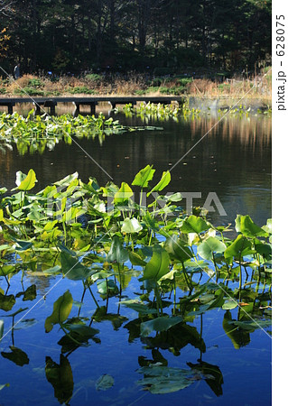 秋の湿生花園 628075