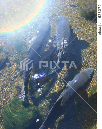 ひなたぼっこ 628079