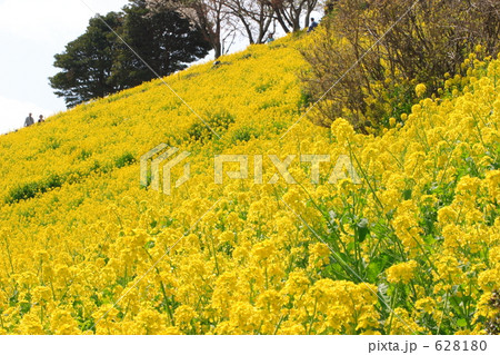 斜面に咲く菜の花 斜面に咲く菜の花 628180