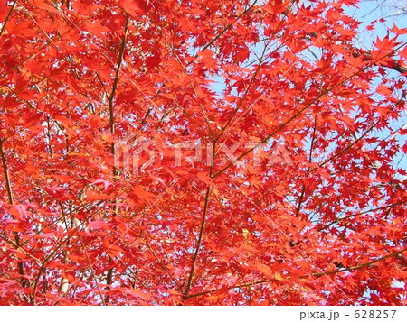 定光寺紅葉 628257