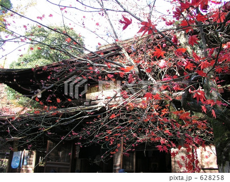 定光寺紅葉 628258