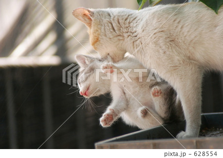 親子ねこ 628554