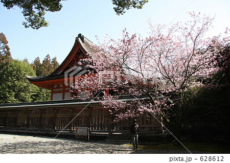 土佐神社の寒桜 628612