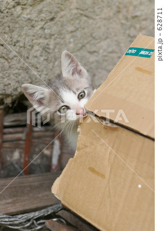 野飼いの親子猫 野飼いの親子猫 628711