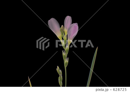 イキシア イキシア 628725