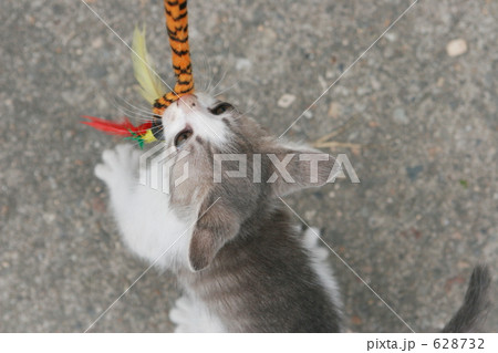 野飼いの親子猫 628732