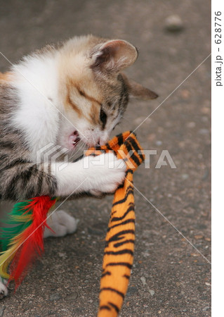 野飼いの親子猫 628776