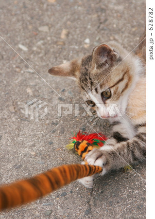 野飼いの親子猫 野飼いの親子猫 628782