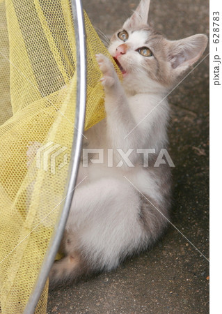 野飼いの親子猫 628783