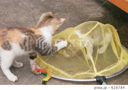野飼いの親子猫 628784