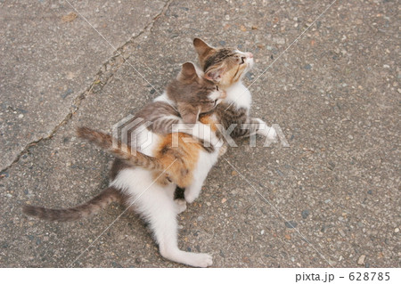 野飼いの親子猫 628785