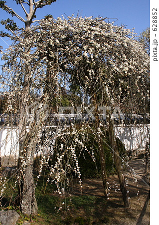 洞泉寺の臥龍梅 洞泉寺の臥龍梅 628852