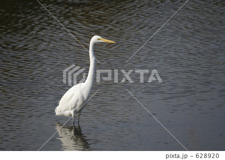 川に入るダイサギ 川に入るダイサギ 628920