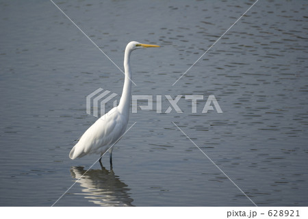 川に入るダイサギ 川に入るダイサギ 628921