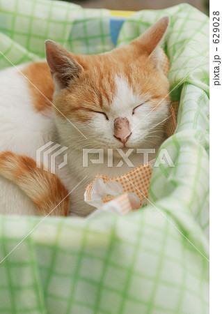 野飼いの親子猫 野飼いの親子猫 629028