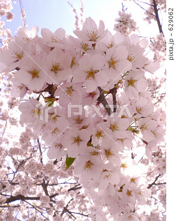 桜(アップ) 桜(アップ) 629062